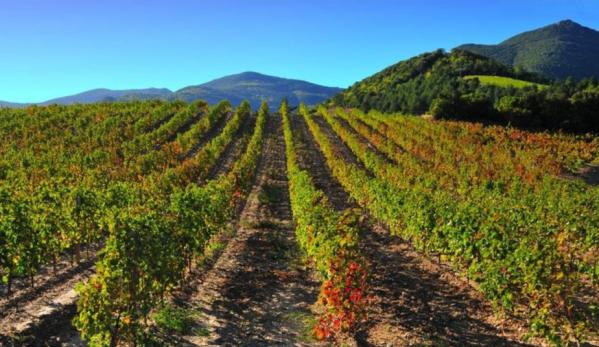 Champs de vignes 940x705 1