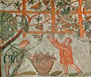 Vendanges romaines a cherchell